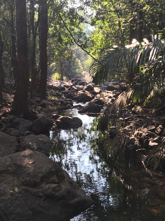 Bhagwan Mahaveer Sanctuary and Mollem National Park- Dudhsagar falls