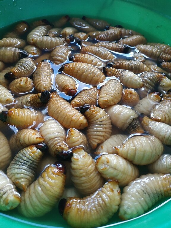 Ulat sagu