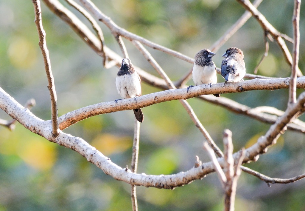 Karnala Bird Sanctuary