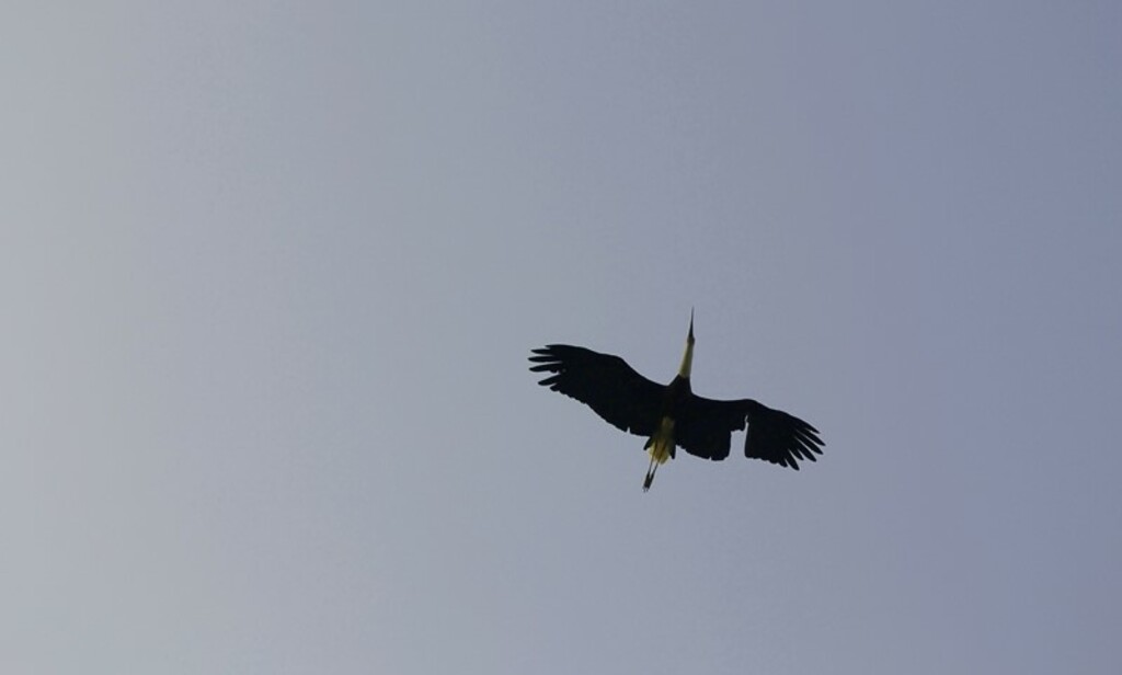 White necked Stork
