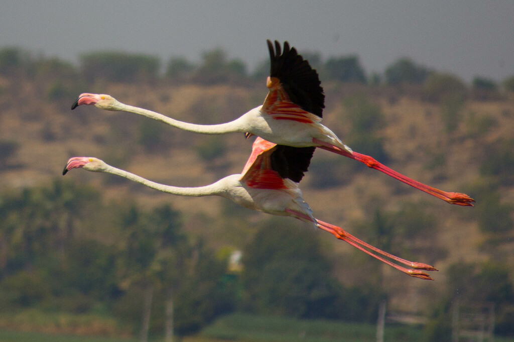 A pair of flamingos 