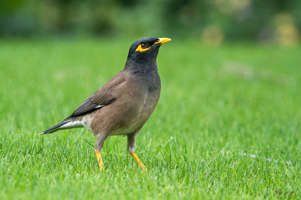 Common myna