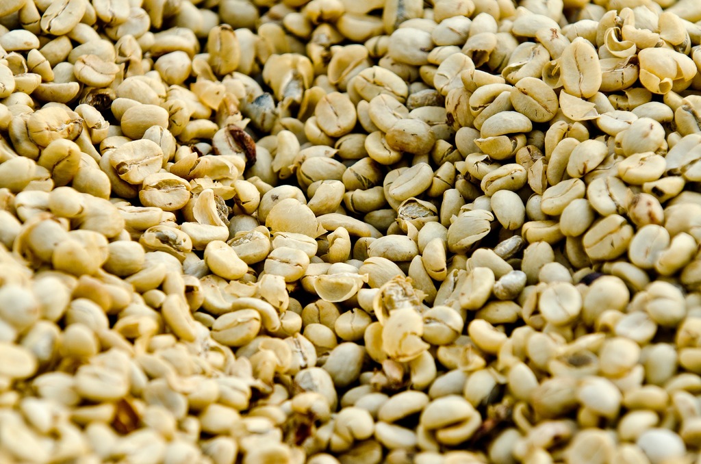 Guatemalan coffee beans drying
