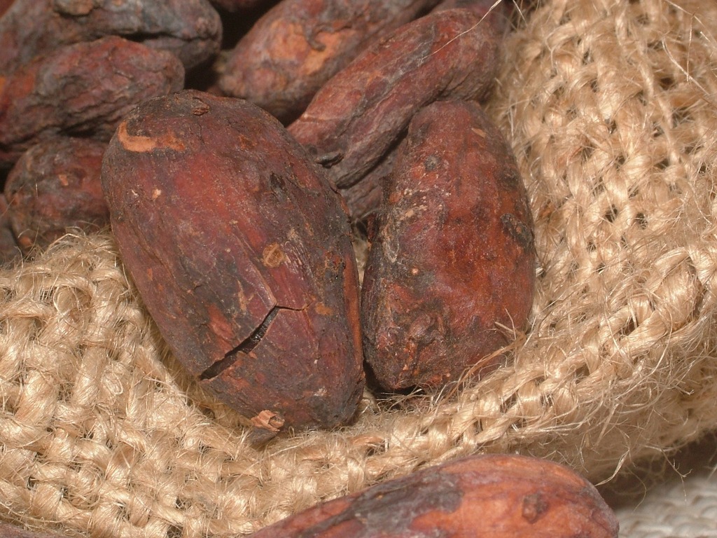 Beans from the cacao plant