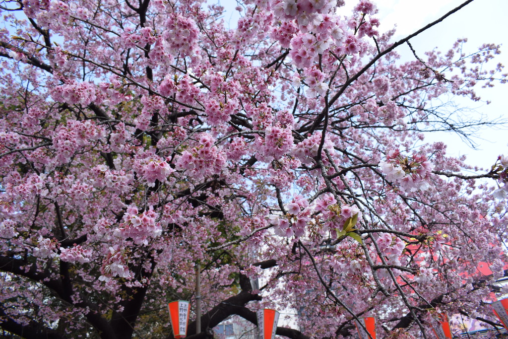 Cherry blossom at Ueno park