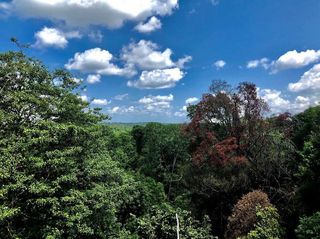 explore macritchie park's treetop walk