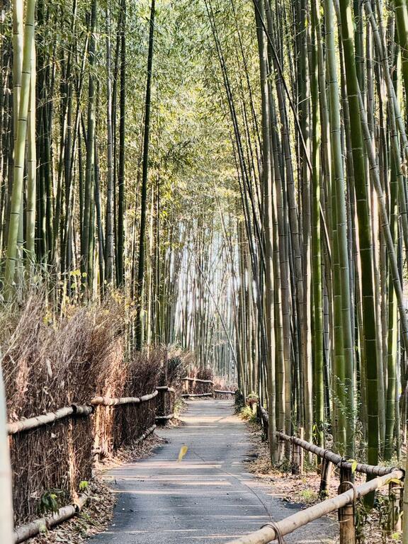 The not-so-Instagrammable bamboo forest