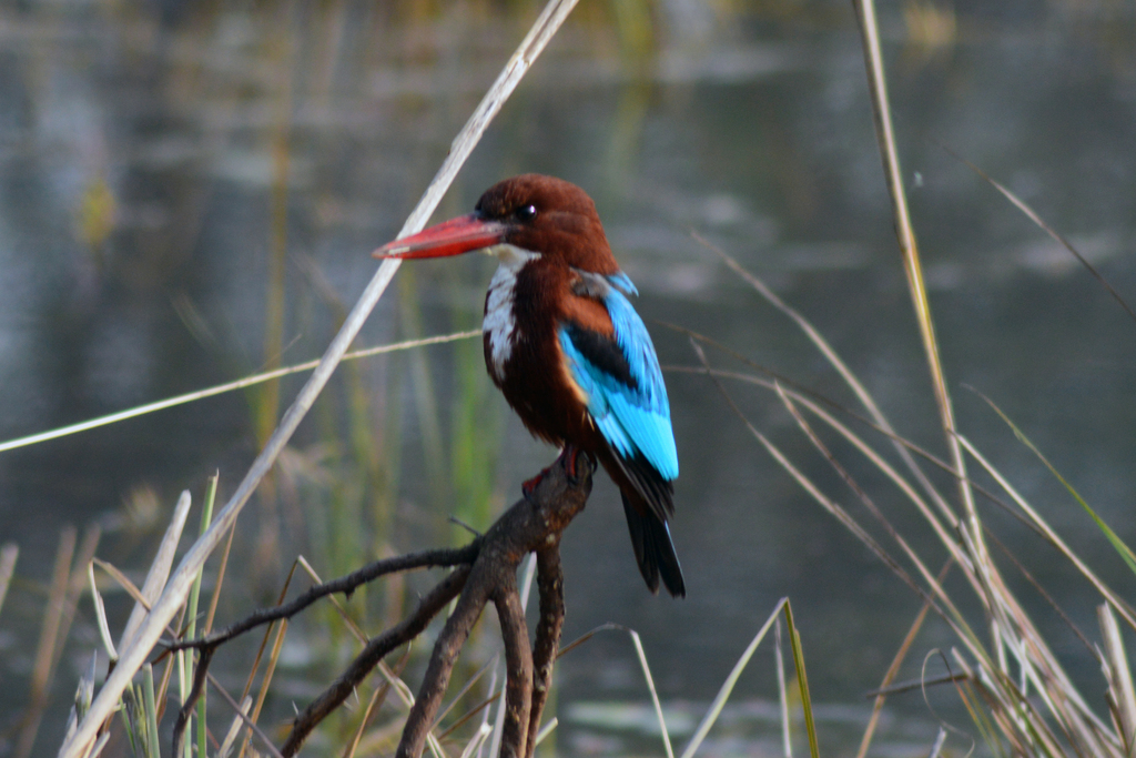 White-throated Kingfisher, Bharatpur bird sanctuary