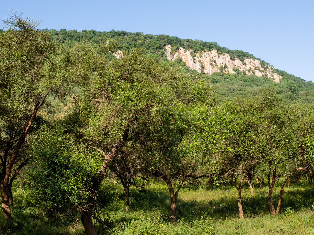 Sariska National Park