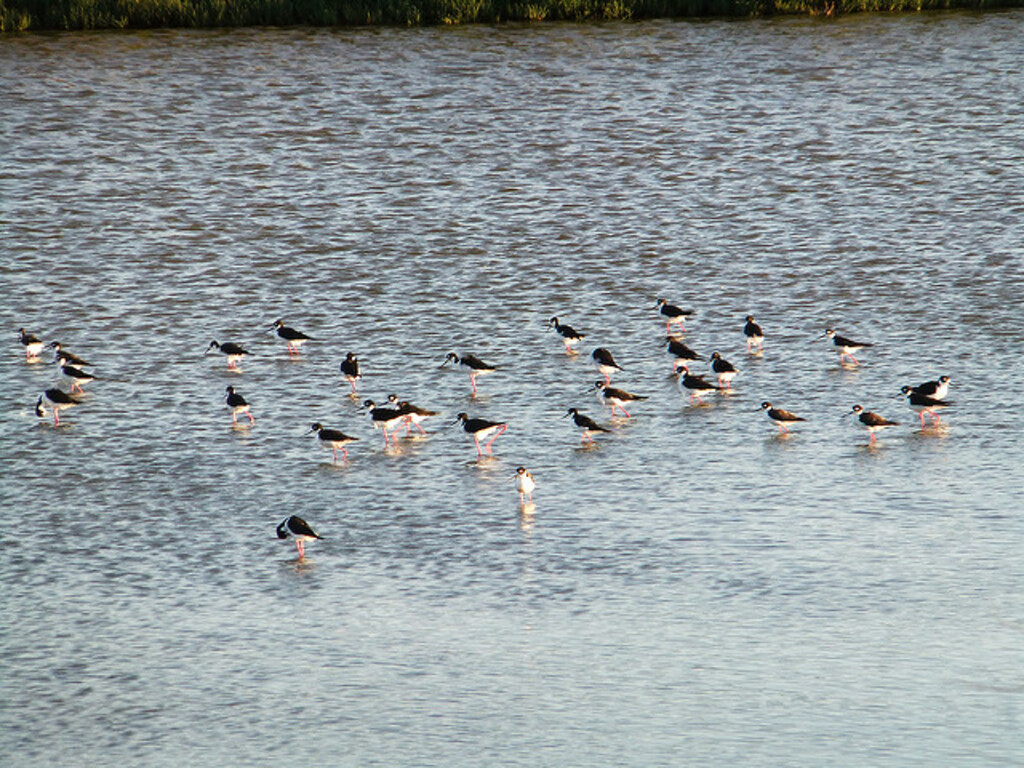 Black-necked stilts