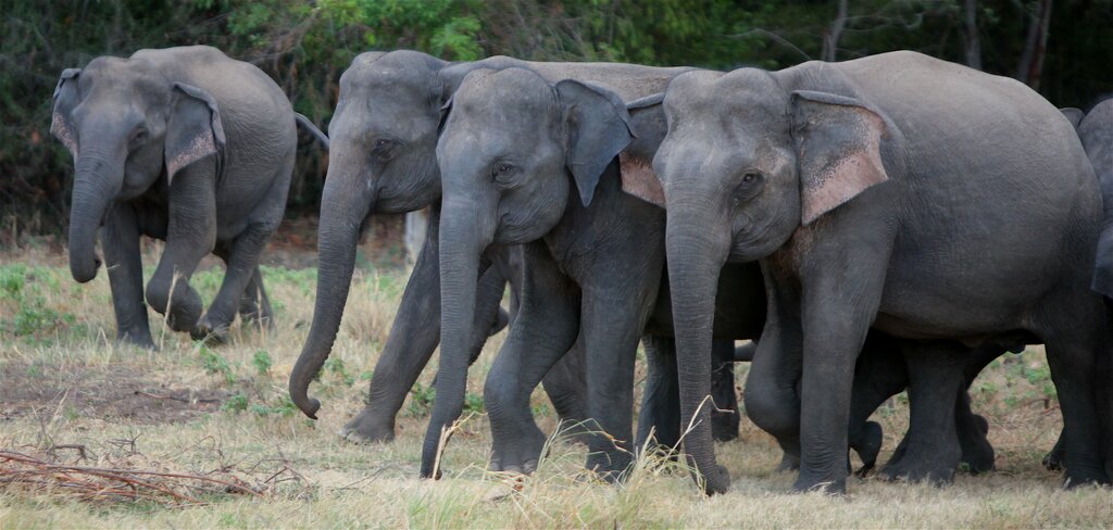 things to do in sri lanka (all) | gape at wild animals in their natural habitat at minneriya national park