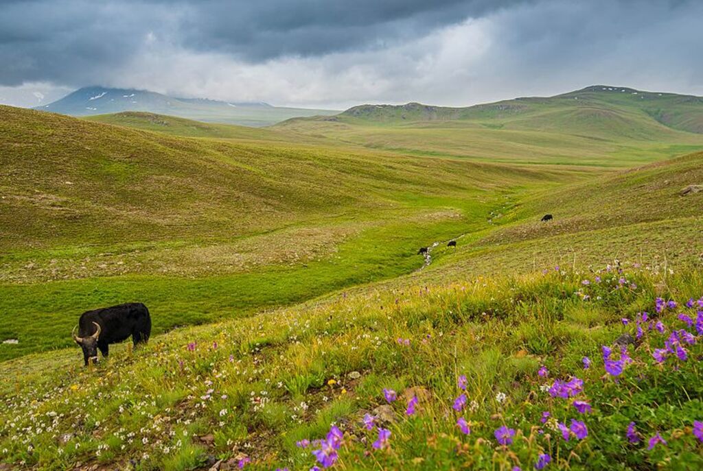 Green Deosai Plains
