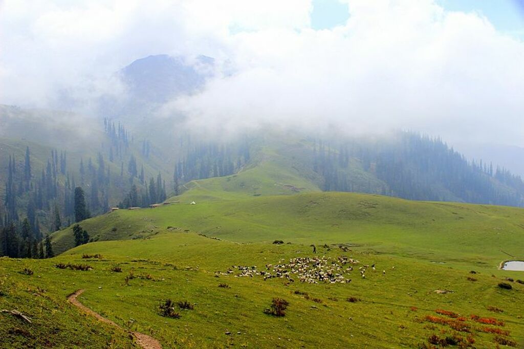 Siri Paye (Shogran)