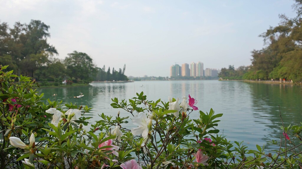 lakes in kaohsiung | about cheng cing lake