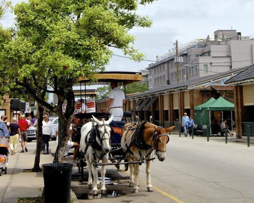 take a historic carriage ride tour in charleston
