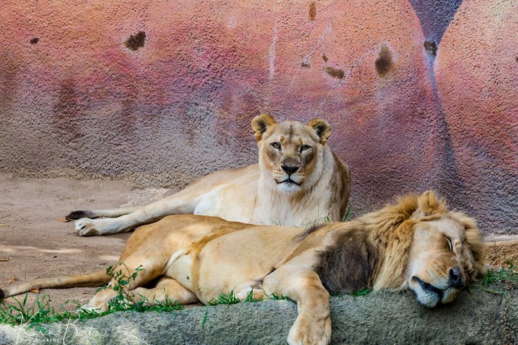 Big kitties at The Los Angeles Zoo