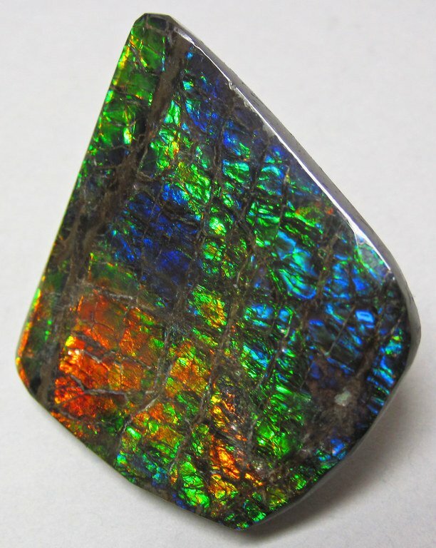 Ammolite from Placenticeras fossil ammonite