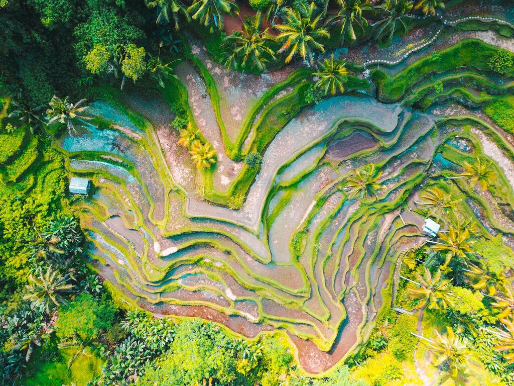 Tegallalang Rice Terrace