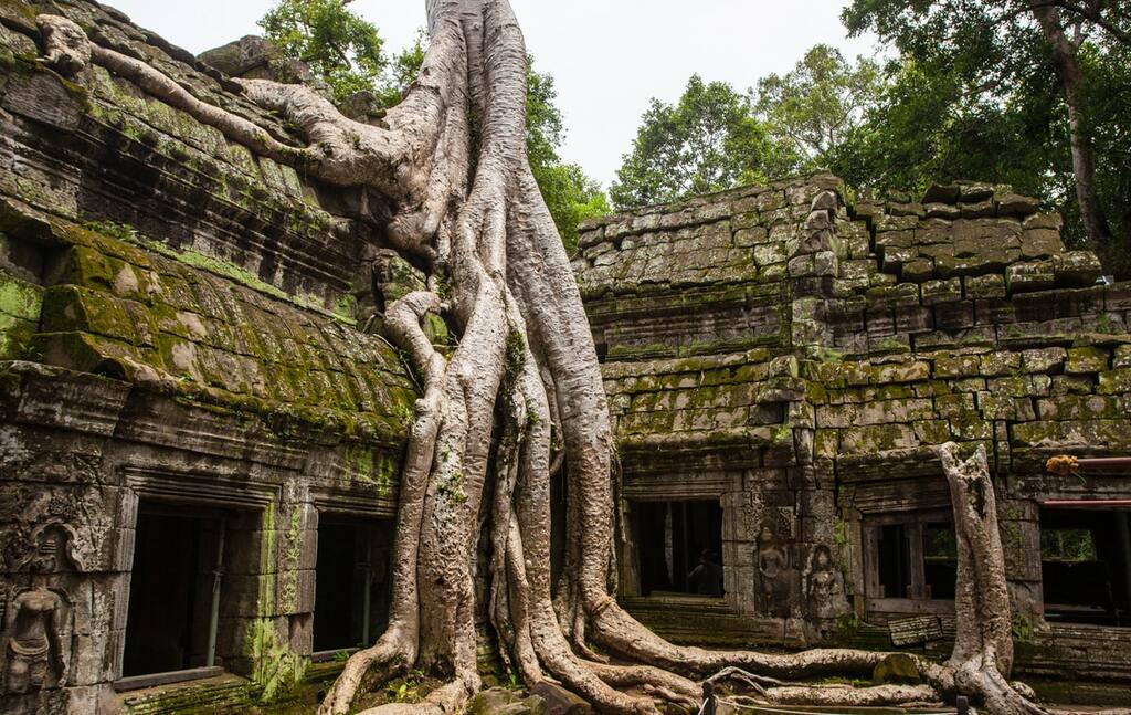Tree in Ta Prohm