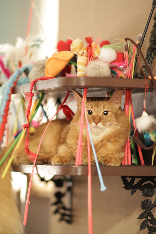 Roo Female Somali in Cat Café Tokyo