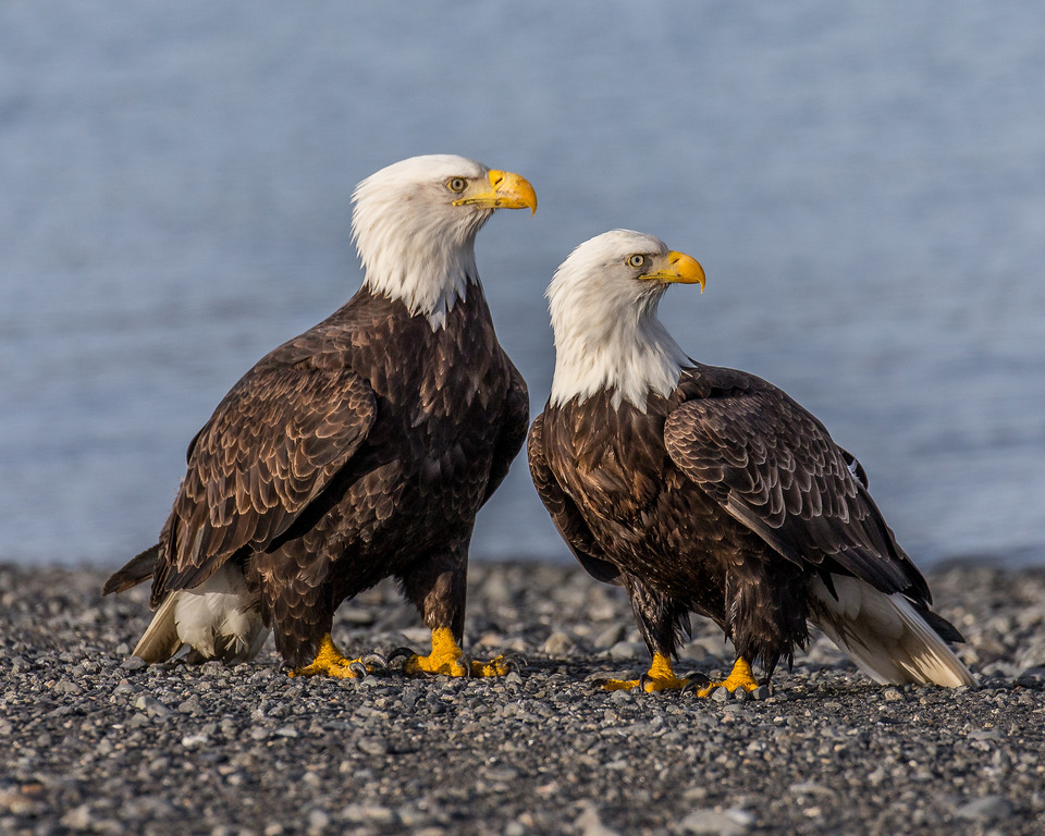 Sexual Dimorphism in Bald Eagles