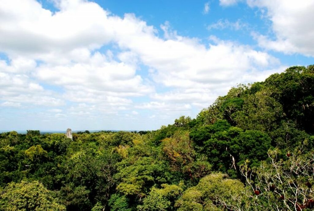 Forest canopies of Guatemala