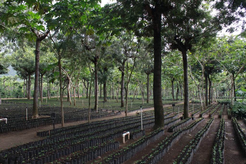 Guatemala: Filadelfia Coffee Plantation