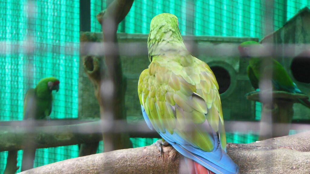Macaw At Jijamata Udyan