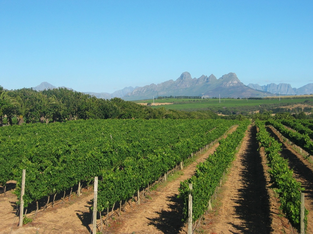 Stellenbosch Vineyard