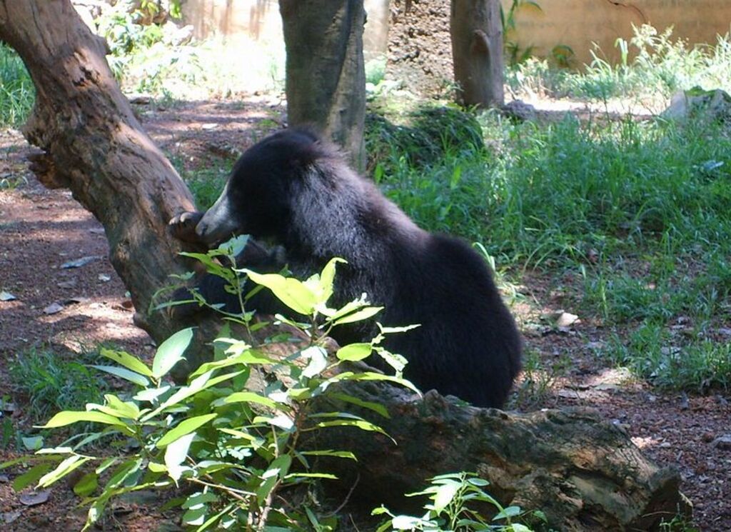Bear in Dehiwala zoo