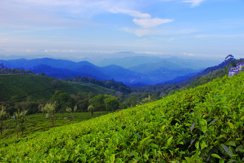 Blue Hills and Tea Garden at Munnar Kerala