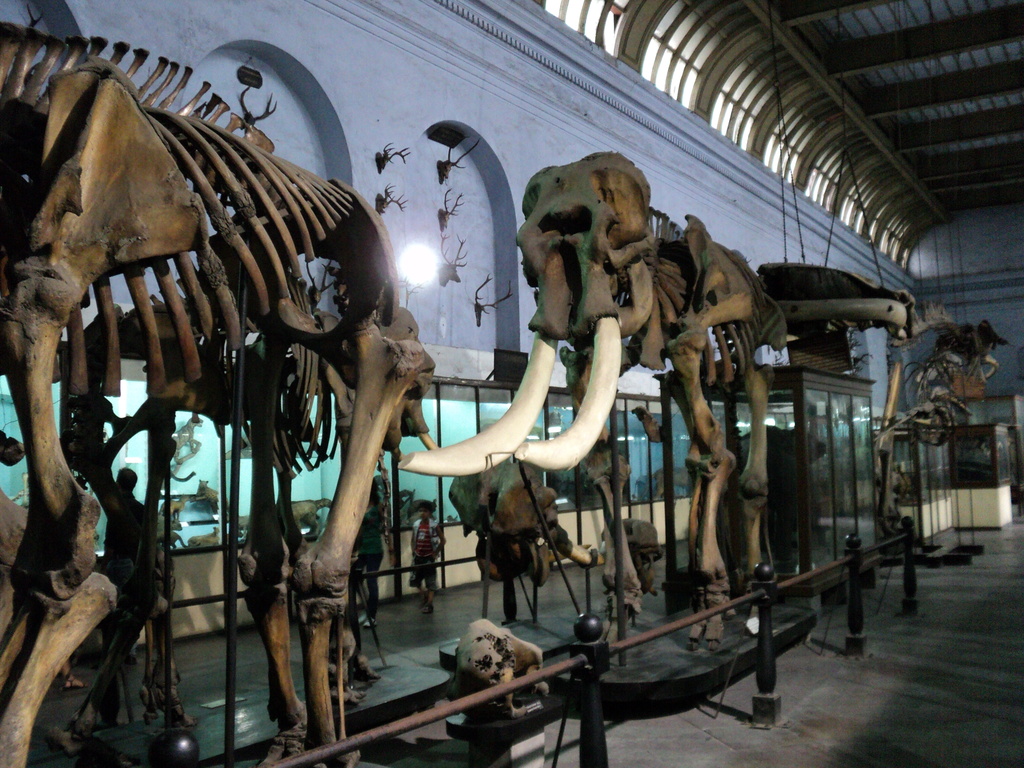 Elephant Indian Museum Kolkata 2035