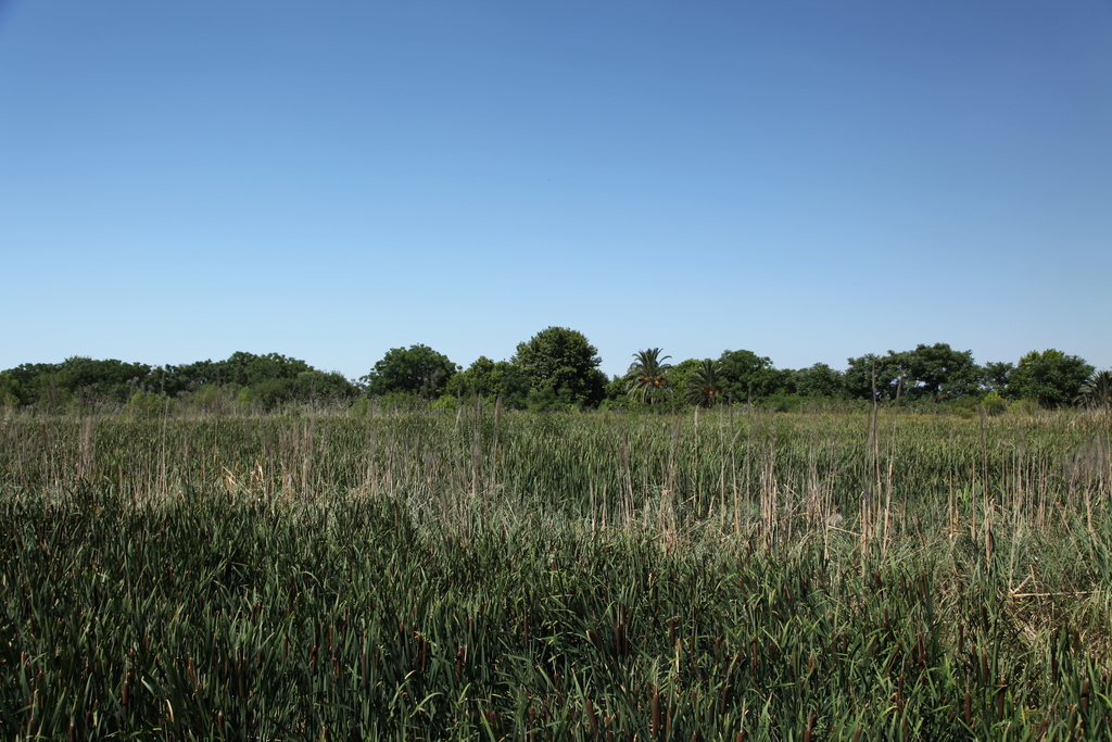 Buenos Aires Ecological Reserve (5462738083)