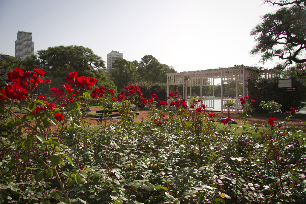 Rosedal de Buenos Aires