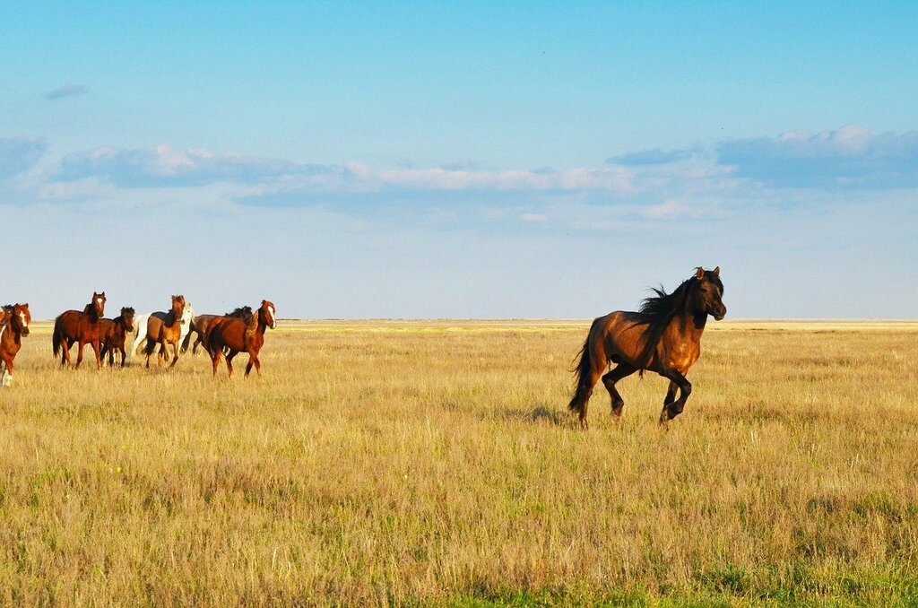 Horses in Kazakhstan