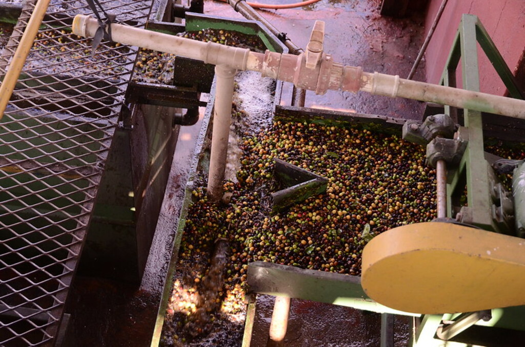 Brazil Coffee Tour