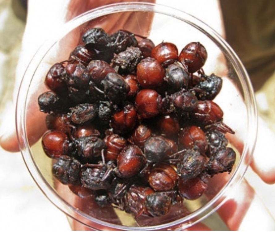 Hormigas Culonas from Santander