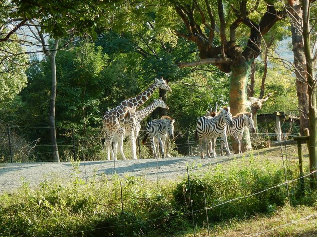Osaka Tennoji Zoo