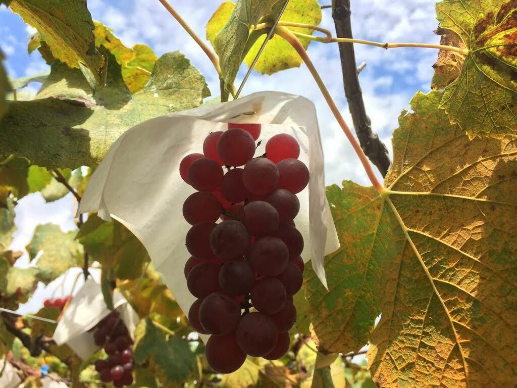 Go grape-stomping and wine-making at Fuefuki Wine vineyard