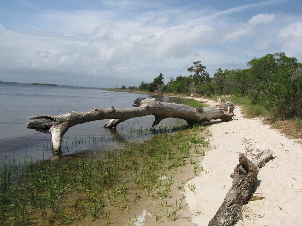 Carolina Beach State Park (2)