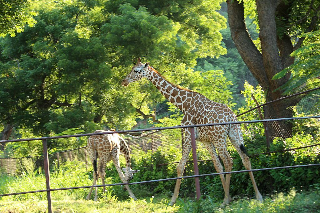 Giraffee at Indira Gandhi Zoological Park, Visakhapatnam