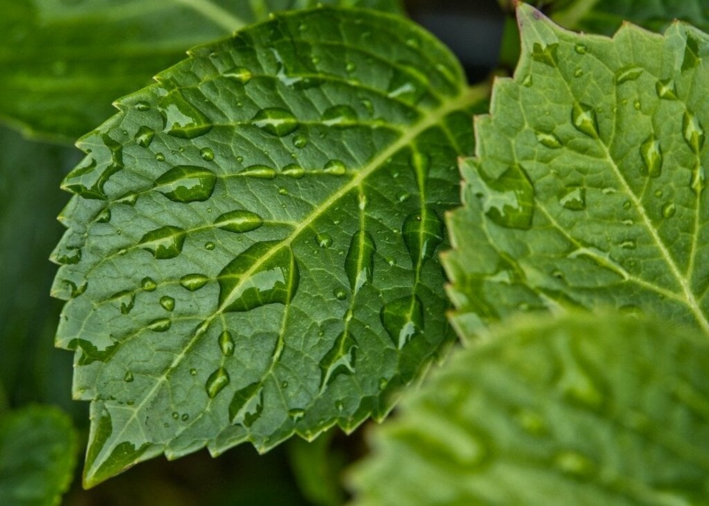 Rain on leaf