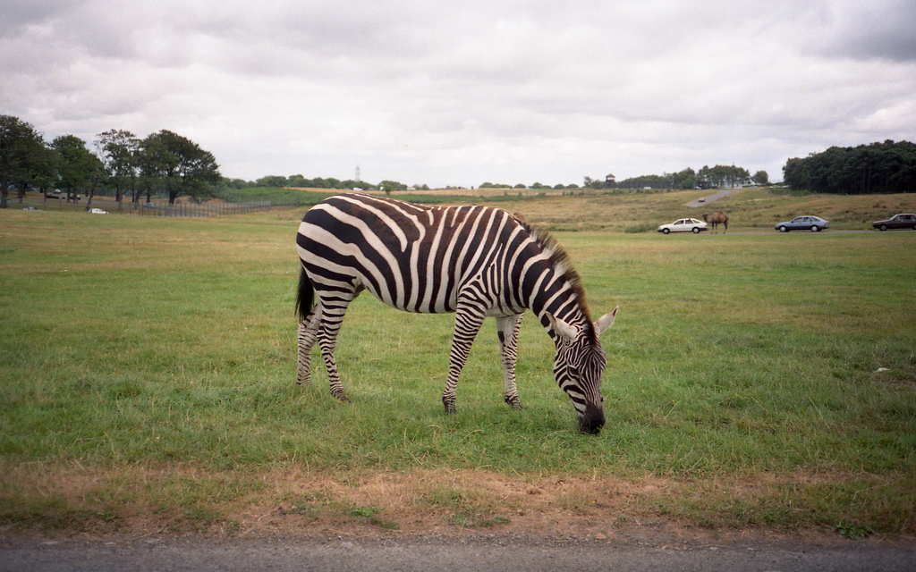 Knowsley Safari Park, Prescot (260224)