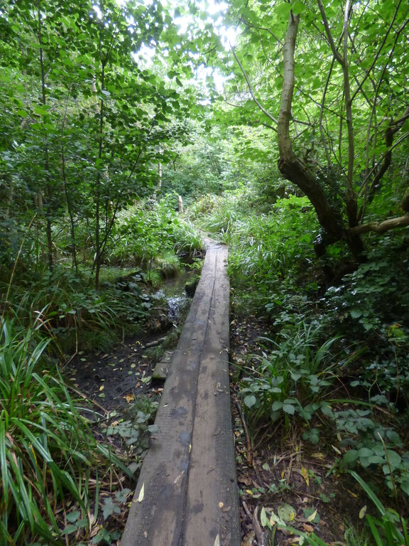 Moseley Bog - decking path