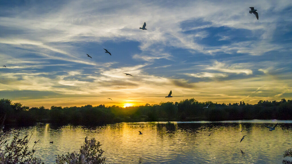 Sunset Flight