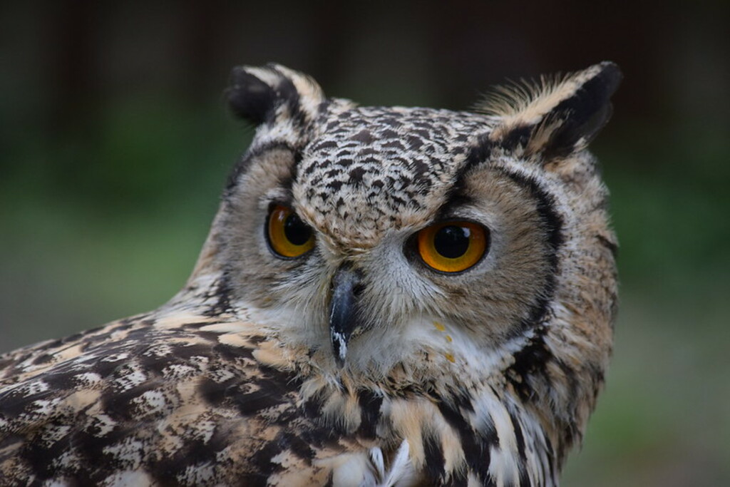Turbary Woods Owl & Birds of Prey Sanctuary