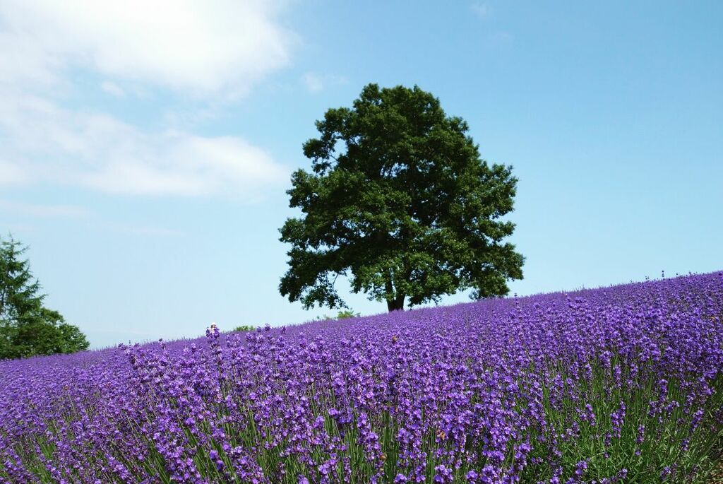 attractions in sapporo | horomi pass lavender garden