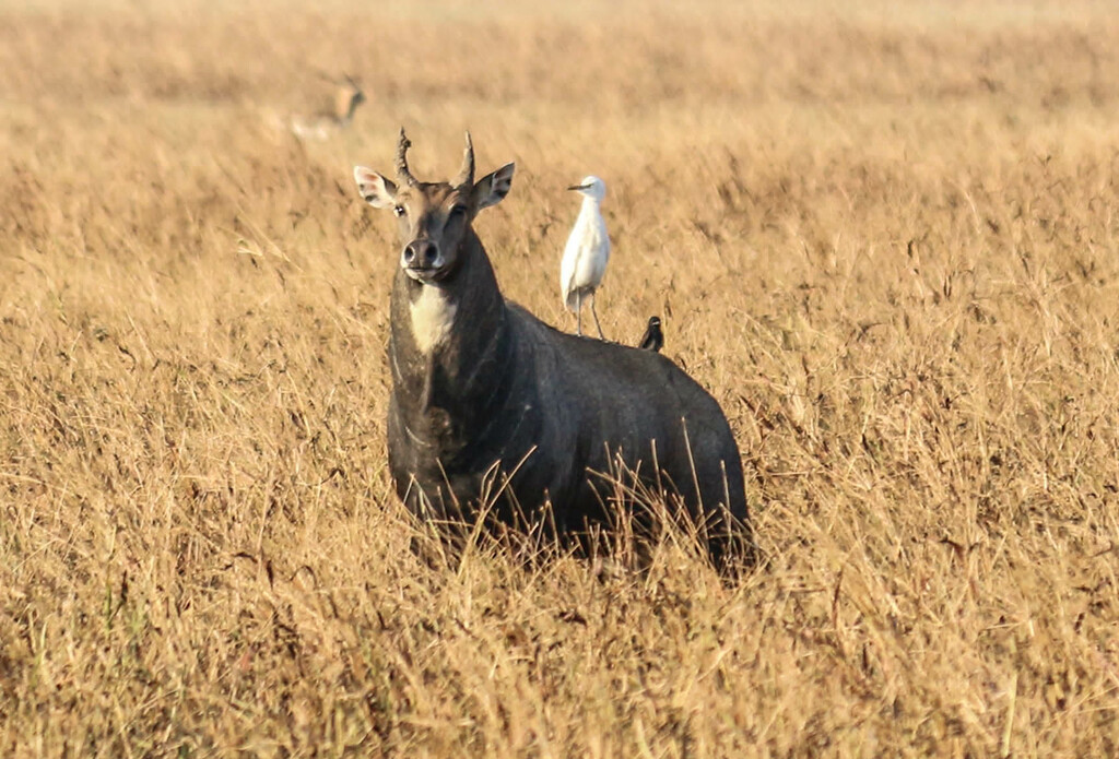 Nilgai in Blackbuck National Park 02