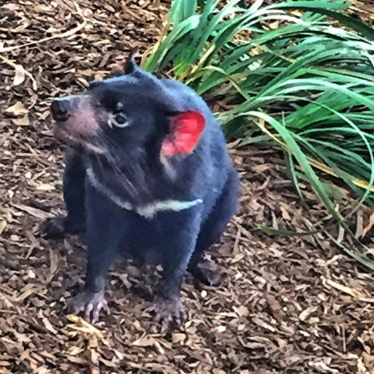 things to do in hobart australia | bonorong wildlife sanctuary