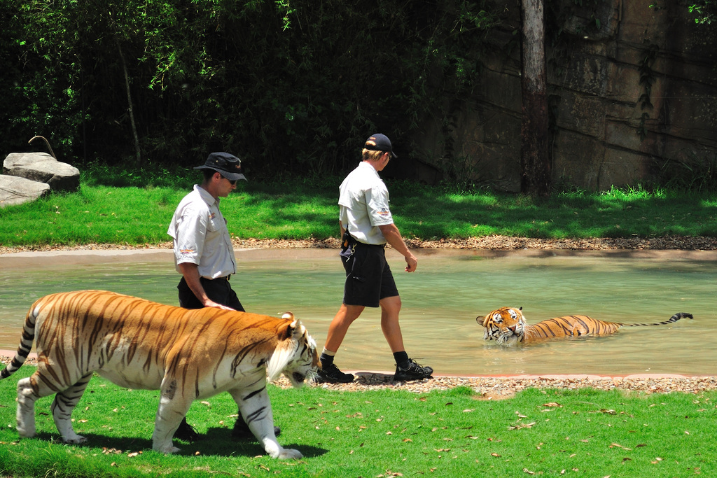 Dreamworld Tiger Island